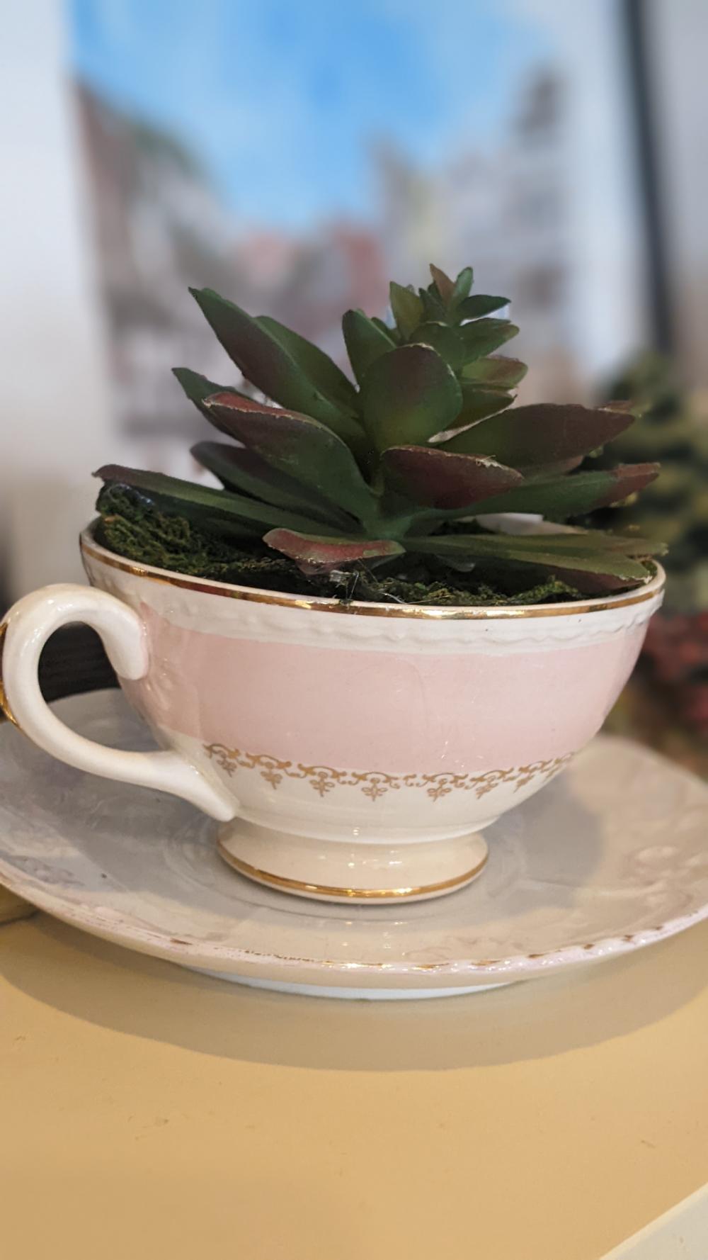 succulent planted in a teacup