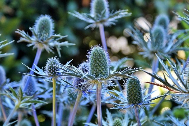 blue thistle growing outdoors